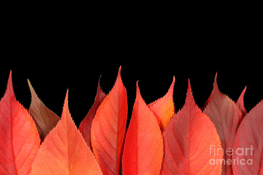 Red autumn leaves on edge Photograph by Simon Bratt