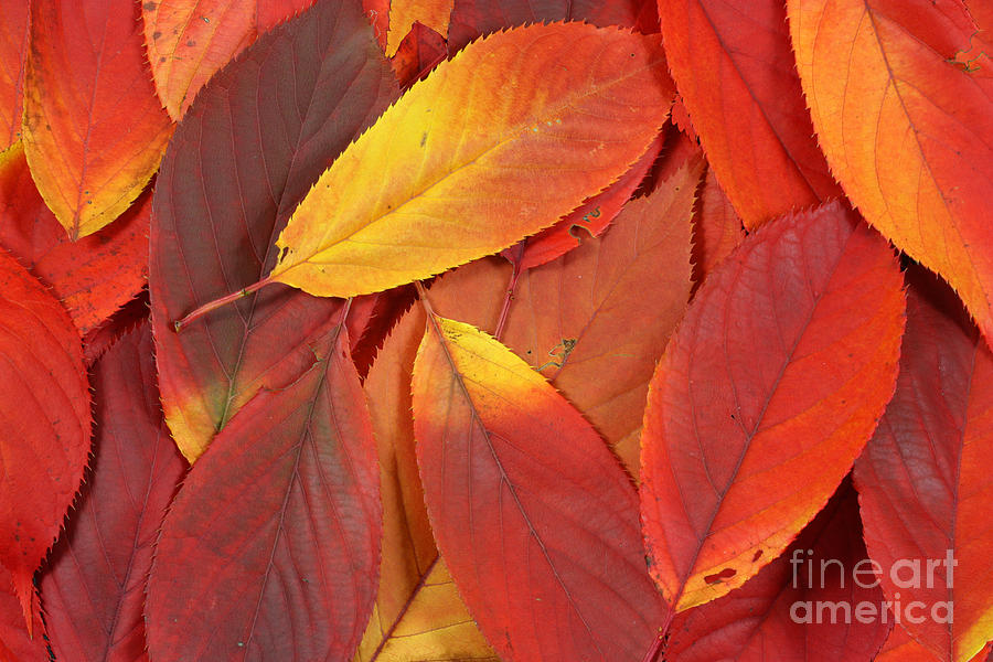 Red autumn leaves pile Photograph by Simon Bratt