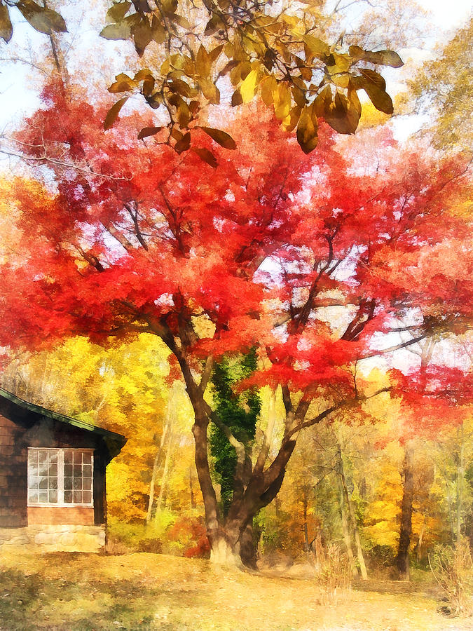 Red Autumn Sycamore Photograph by Susan Savad