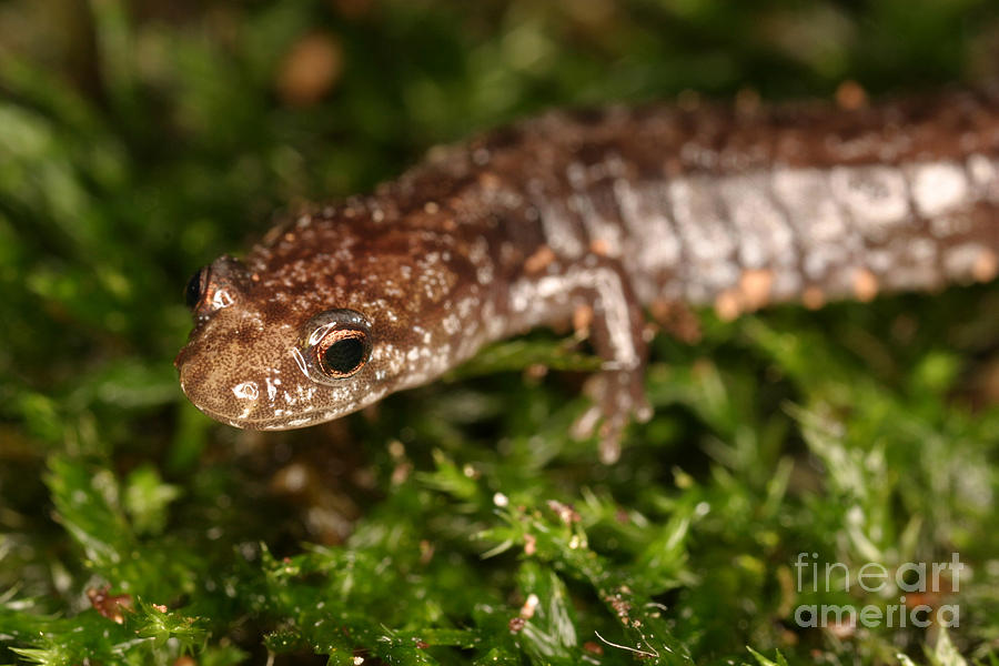 Animal Photograph - Red-backed Salamander by Ted Kinsman