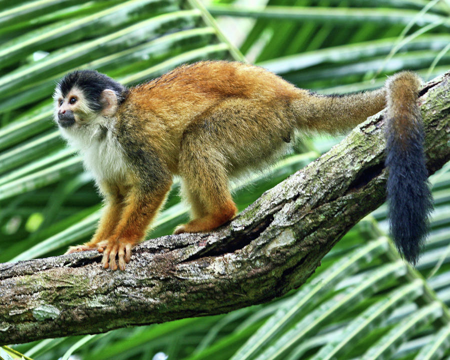 Red-backed Squirrel Monkey Photograph by Larry Linton