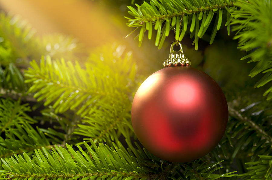 Red ball in a real Christmas tree Photograph by U Schade
