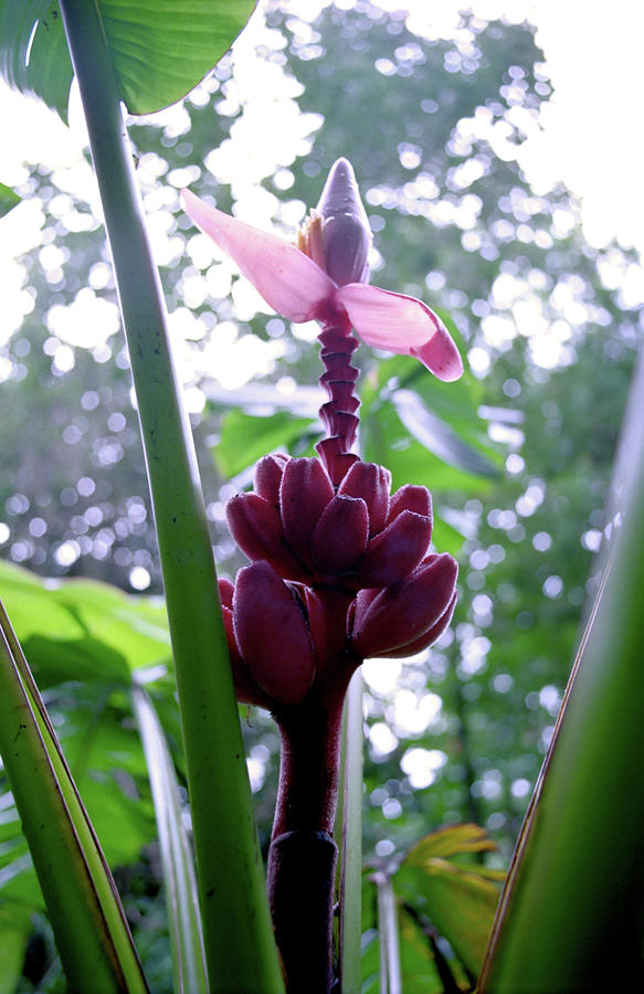 Red Banana Photograph by Kevin Smith | Fine Art America