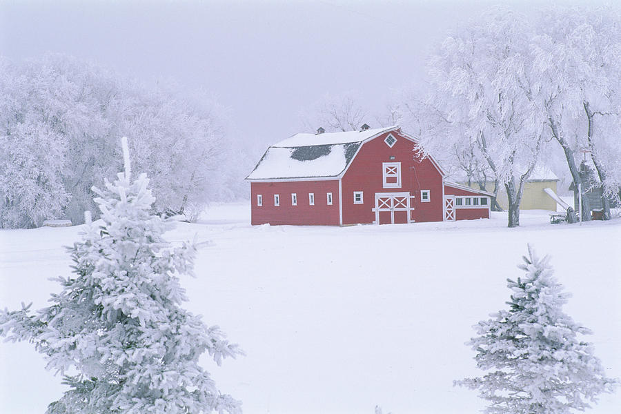 Red Barn In Winter, Oakbank, Manitoba Photograph by Mike Grandmailson