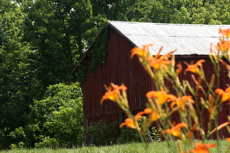 Red barn with lilies II Photograph by Emanuel Tanjala