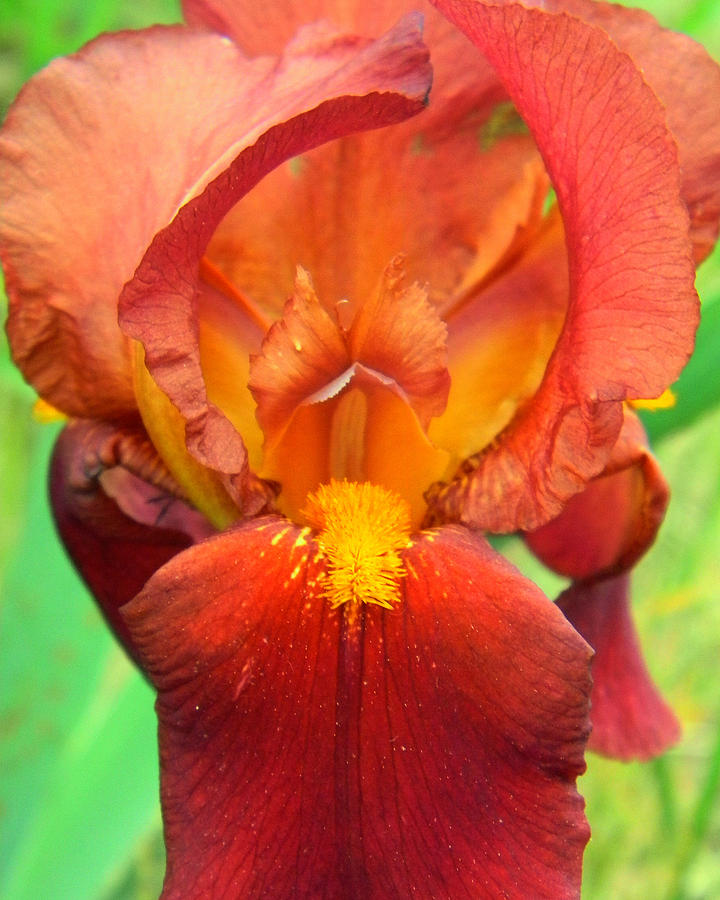 Red Bearded Iris Photograph by Mark J Seefeldt