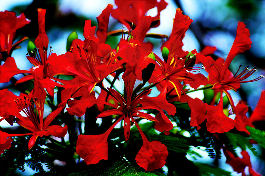 Red Beauty Photograph by Bill Cannon