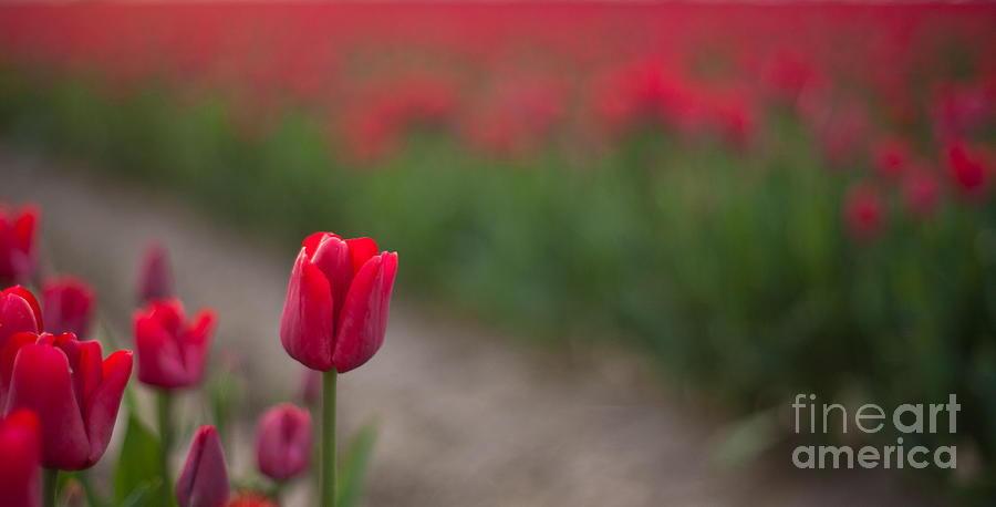 Tulip Photograph - Red Tulip Beauty by Mike Reid