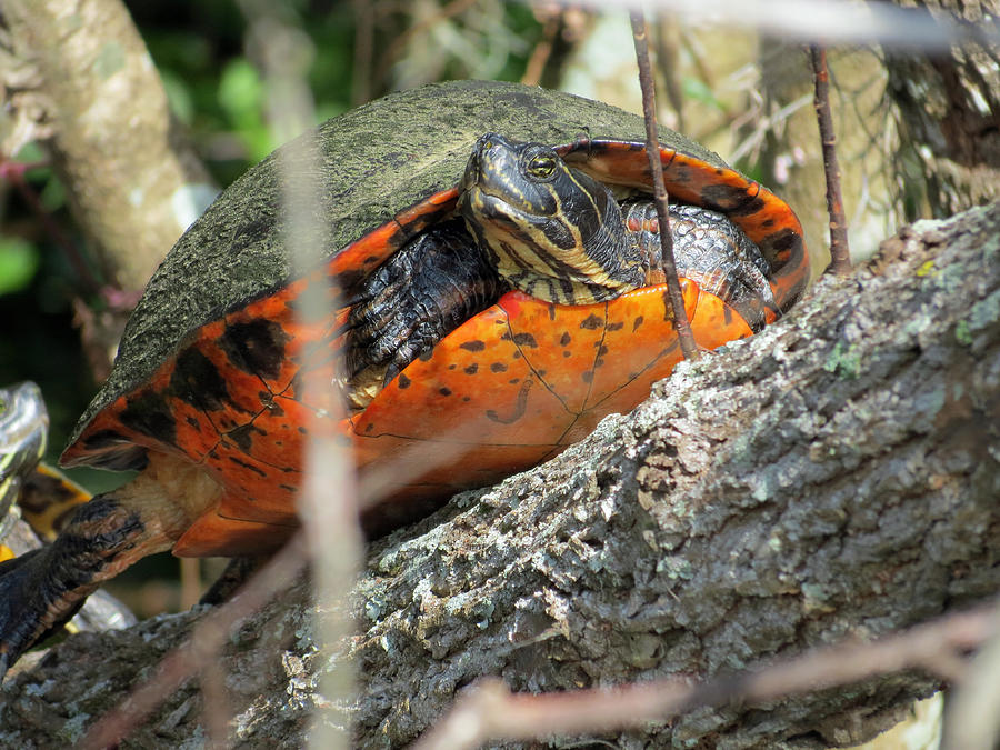 Red-bellied Slider Photograph by Robert Luce - Fine Art America