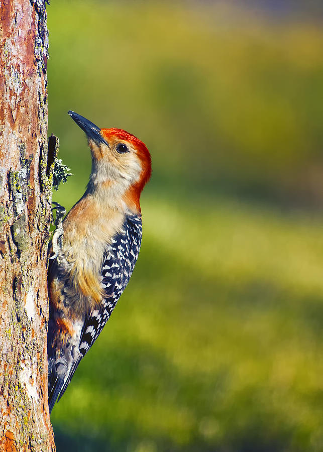 Woodpecker Photograph - Red-Bellied Tree Pecker by Bill and Linda Tiepelman