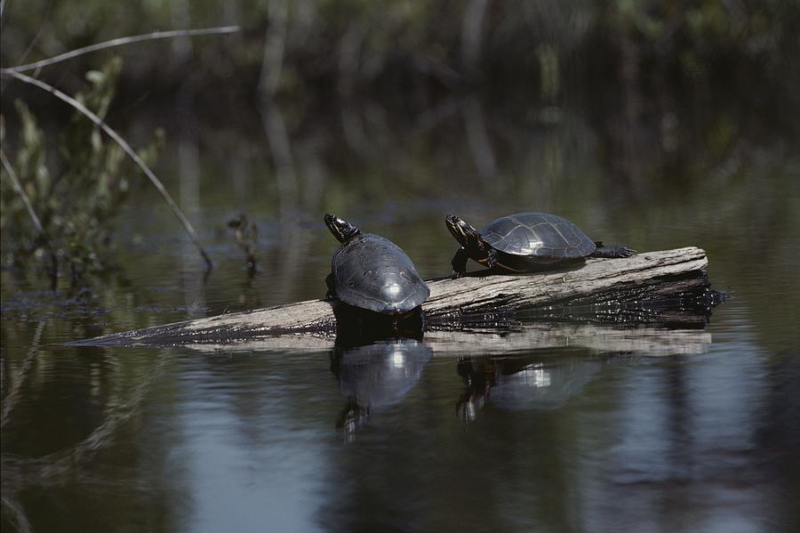 Red Bellied Turtles Sun On A Log Photograph By Bill Curtsinger