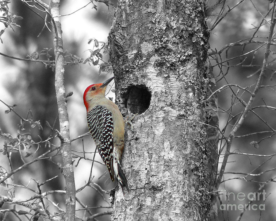 Red-bellied Woodpecker - Selective Color Photograph by Al Powell Photography USA