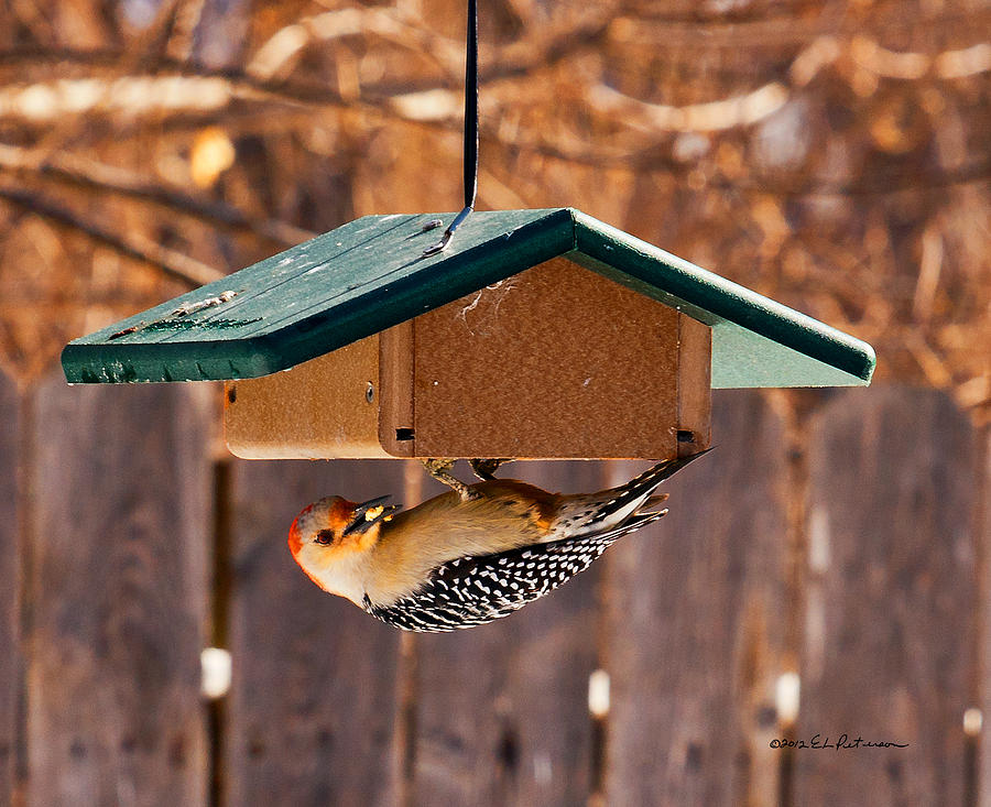 Red-bellied Woodpecker At Lunch Photograph by Ed Peterson