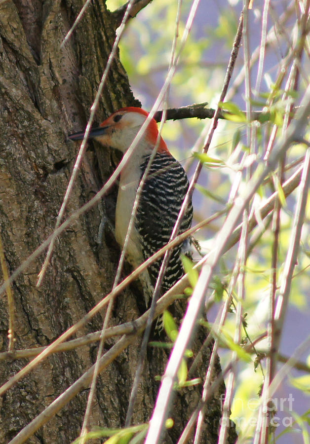 Red-bellied Woodpecker at Work 1 Photograph by Robert E Alter Reflections of Infinity
