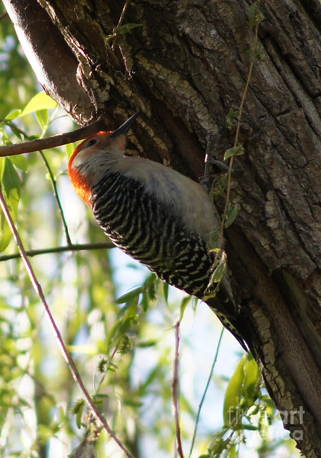Red-bellied Woodpecker at Work 2 Photograph by Robert E Alter Reflections of Infinity