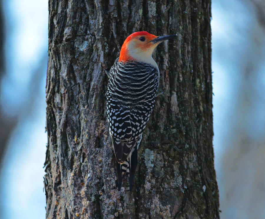 Red-bellied woodpecker Photograph by Brian Stevens
