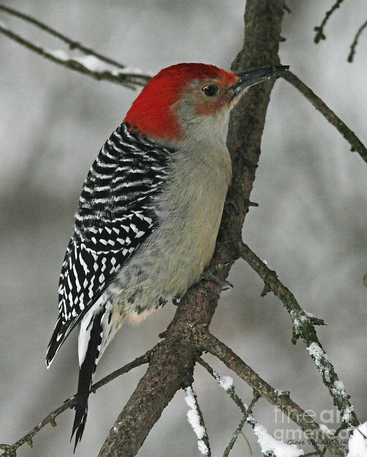 Red Bellied Woodpecker Photograph by Clare VanderVeen