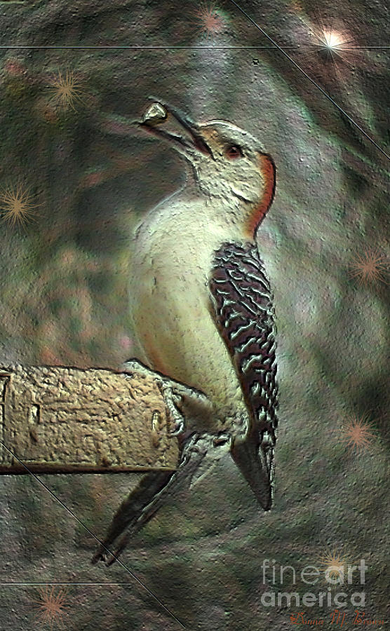 Red Bellied Woodpecker Female Photograph By Donna Brown Fine Art America   Red Bellied Woodpecker Donna Brown 