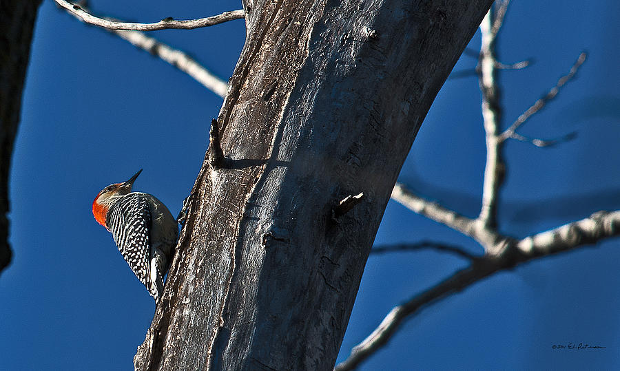 Red-bellied Woodpecker Photograph by Ed Peterson Red-bellied Woodpecker Photograph by Ed Peterson