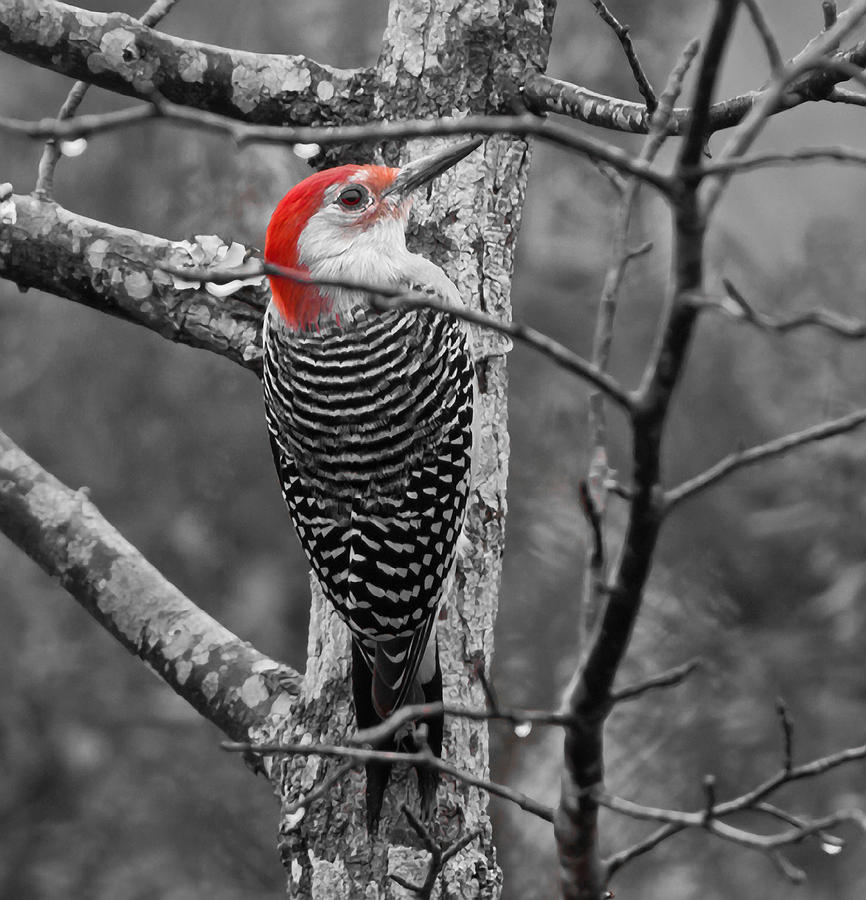 Red Bellied Woodpecker Photograph by Forest Alan Lee