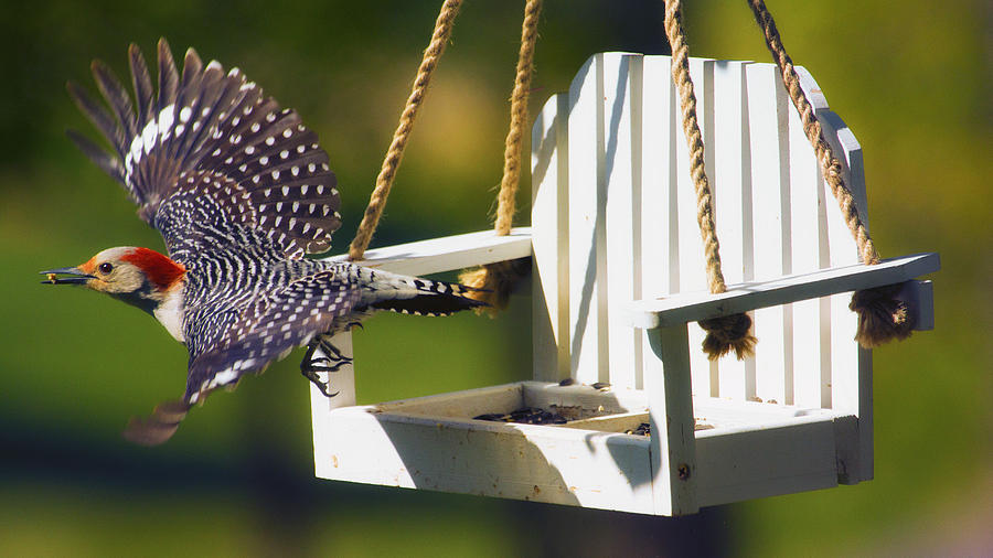 Red-Bellied Woodpecker in Flight Photograph by Bill and Linda Tiepelman