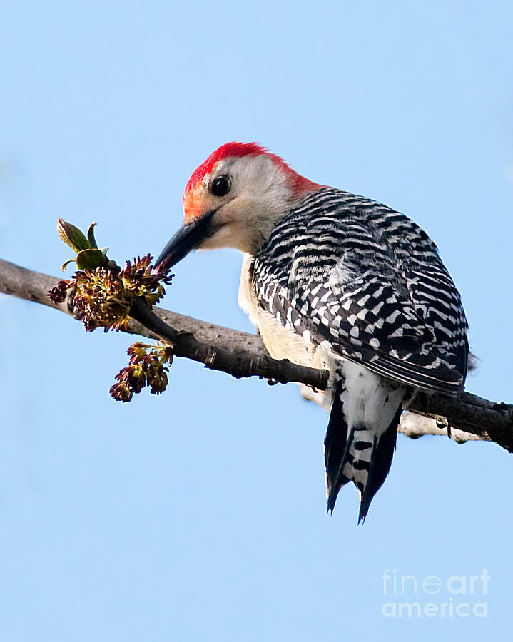 Red-Bellied Woodpecker Photograph by Jean A Chang