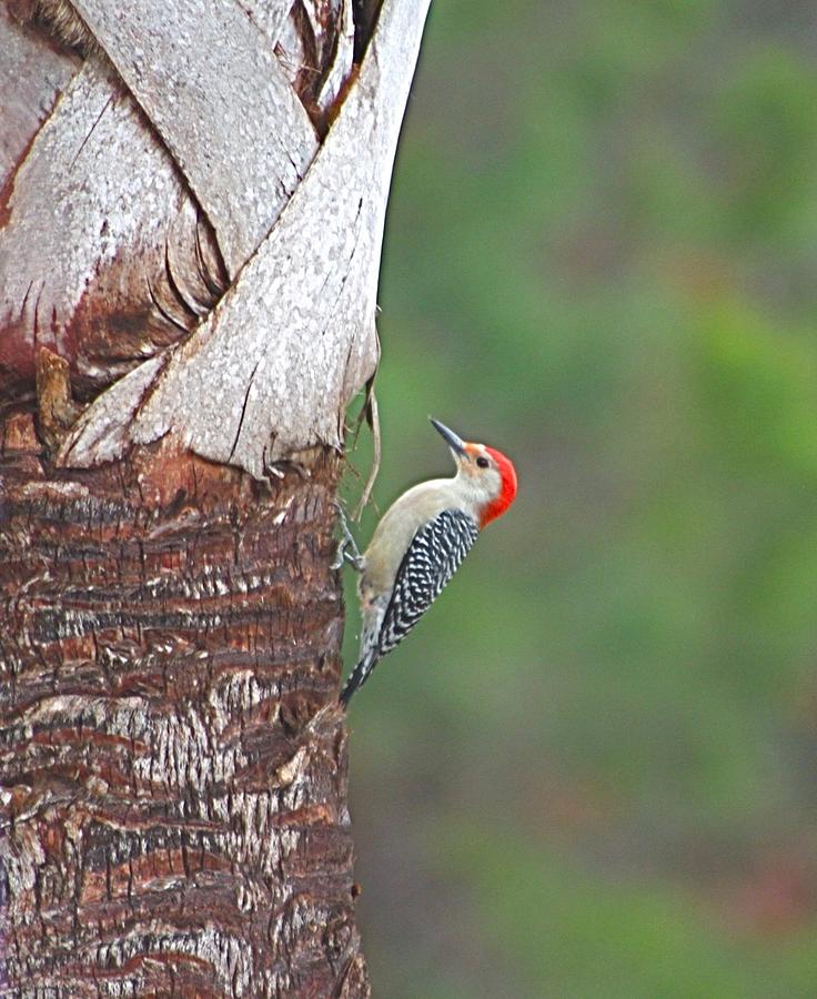 Red-bellied Woodpecker Photograph by Jeanne Juhos