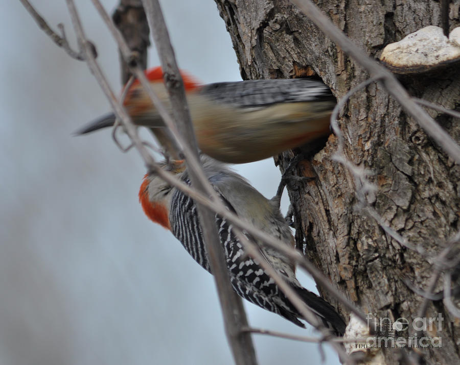 Red-Bellied Woodpecker Male and Female Photograph by Ronald Grogan