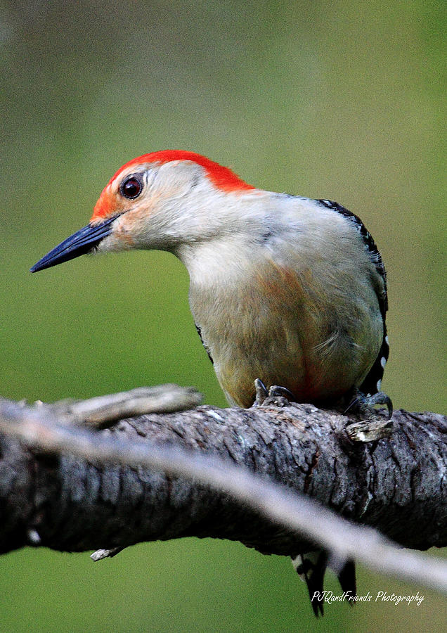Red-bellied Woodpecker Photograph by PJQandFriends Photography