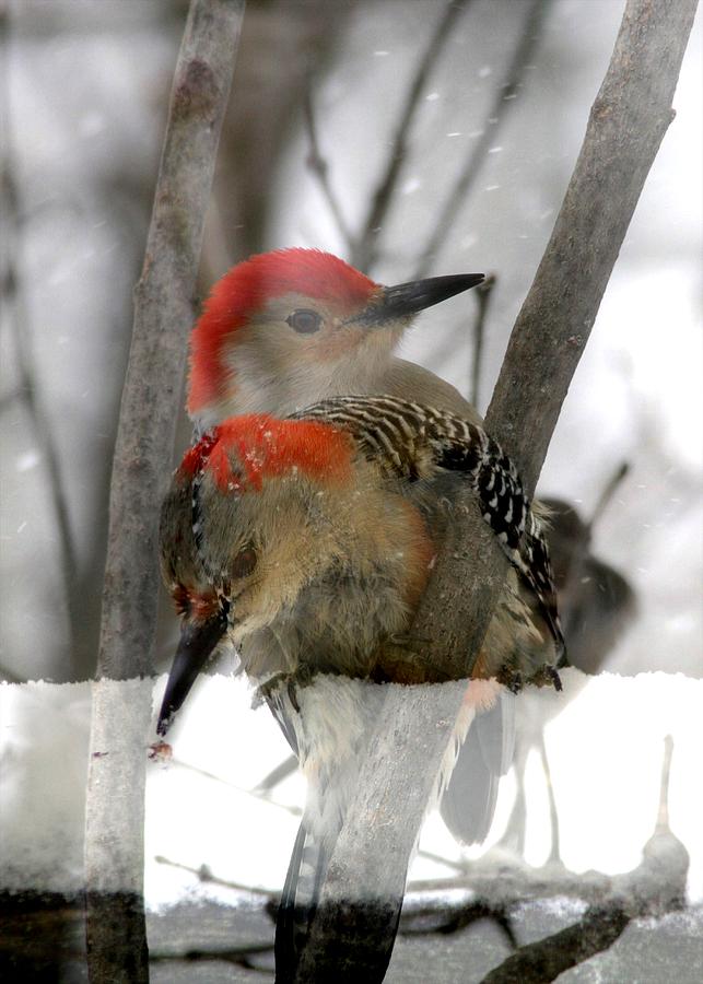 Red Bellied Woodpecker Photograph by Rick Rauzi