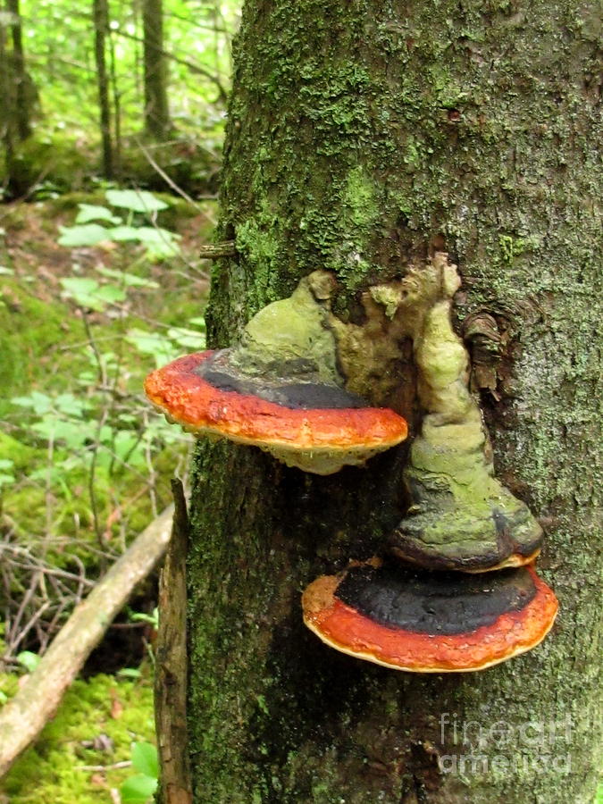 Mushroom Photograph - Red Belted Polypores by Timothy Myles