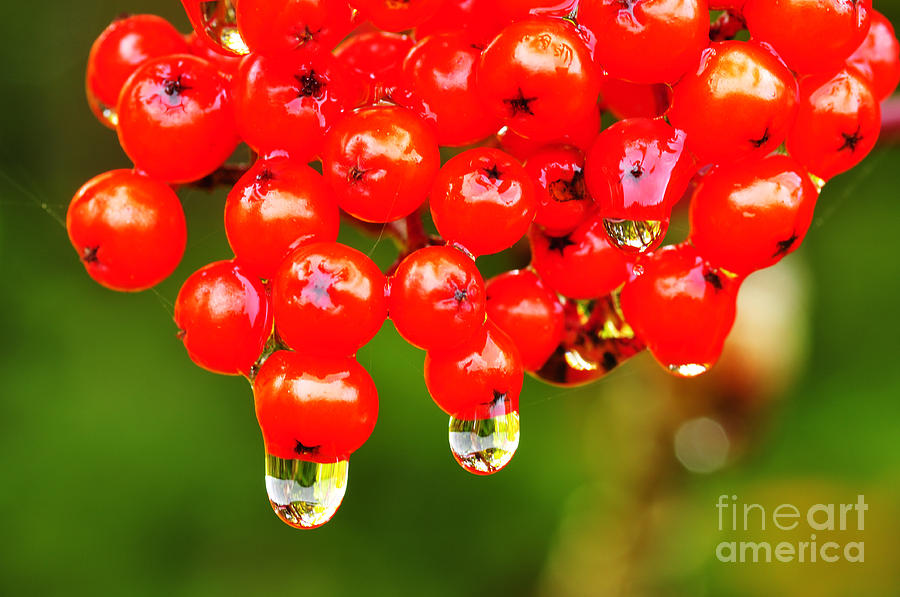 Fall Photograph - Red Berries and Raindrops by Thomas R Fletcher