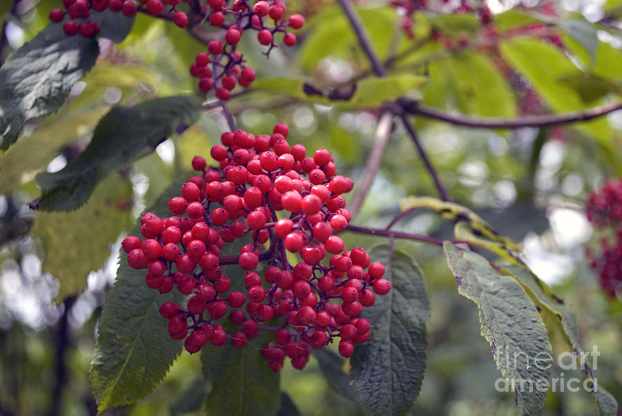 Red Berries Photograph by Bill Thomson
