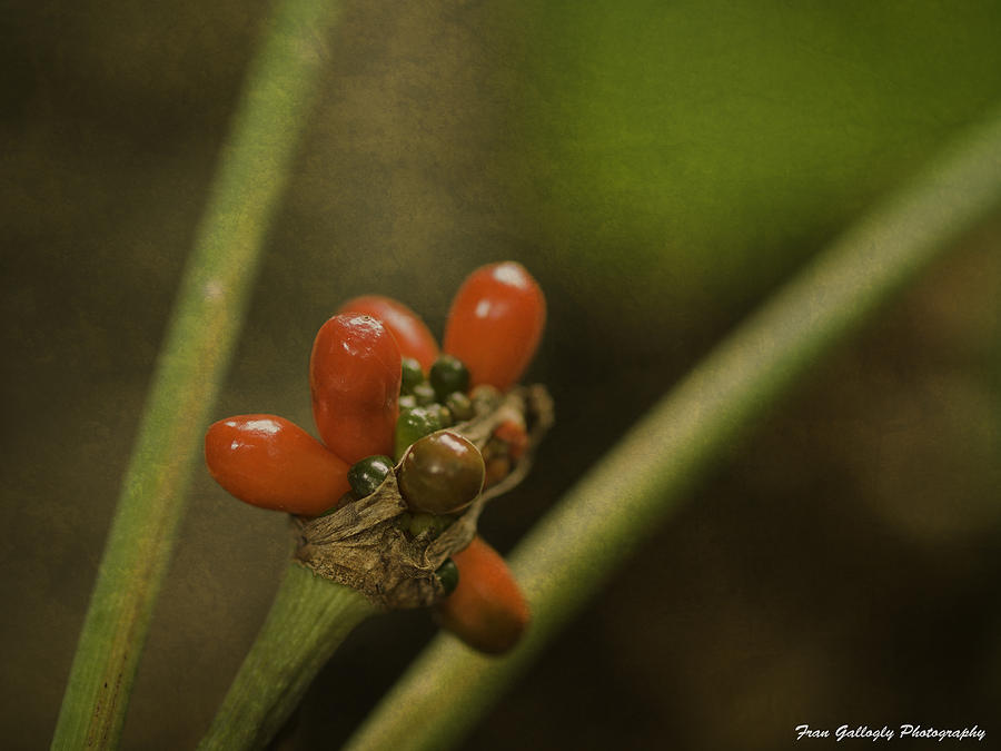 Red Berries Photograph by Fran Gallogly