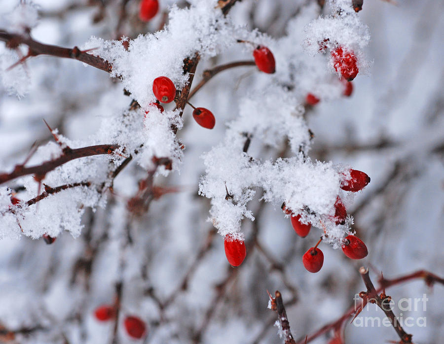 Winter Photograph - Red Berries In Winter by Carol A Commins