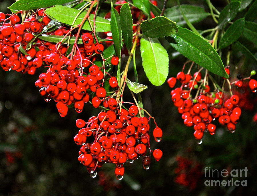 Red Berries Photograph by Johanne Peale