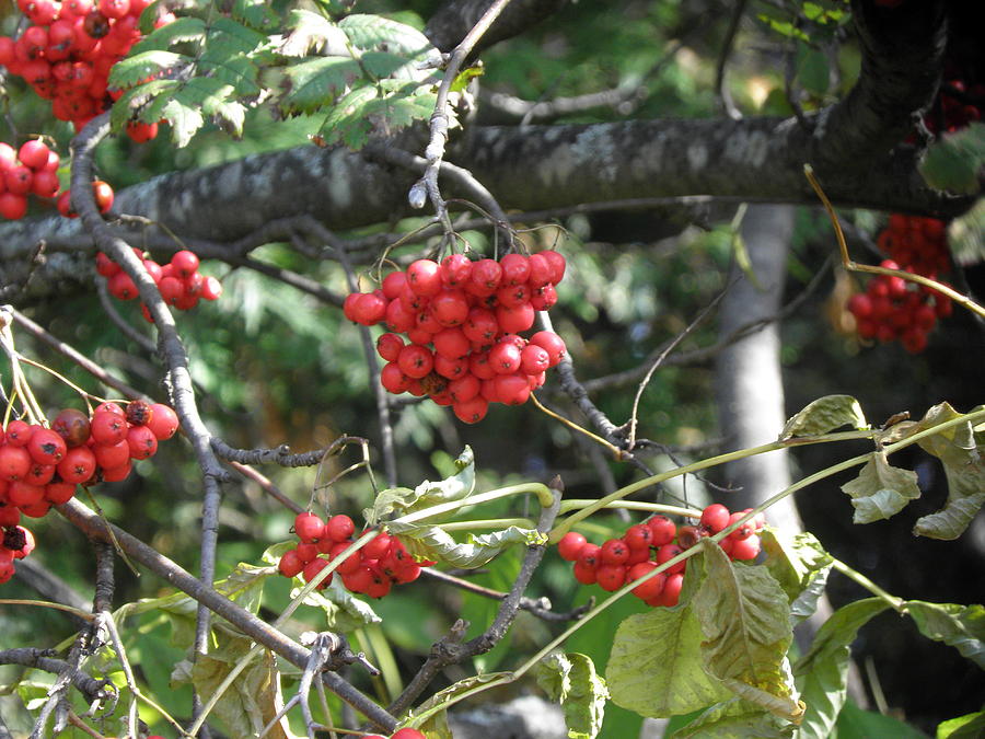 Red Photograph - Red Berries by Karen Jordan Red Photograph - Red Berries by Karen Jordan