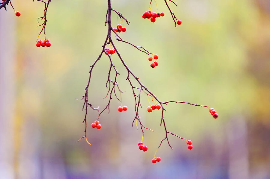 Red Berrries Photograph by Jenny Rainbow - Fine Art America