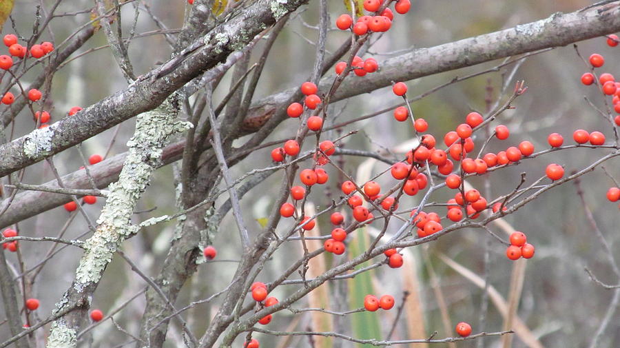 Red Berry Branch Photograph by Loretta Pokorny