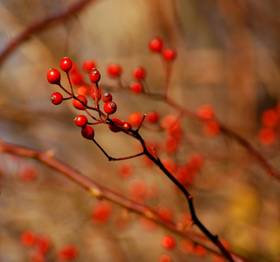 Red Berry Reflections Photograph by LeeAnn McLaneGoetz ...