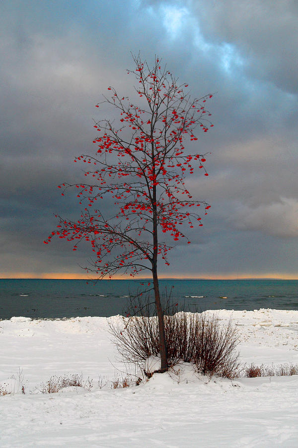 Red Berry Tree Photograph by Cyryn Fyrcyd