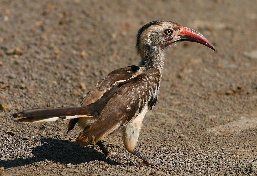 Red-billed Hornbill Photograph by Bruce J Robinson
