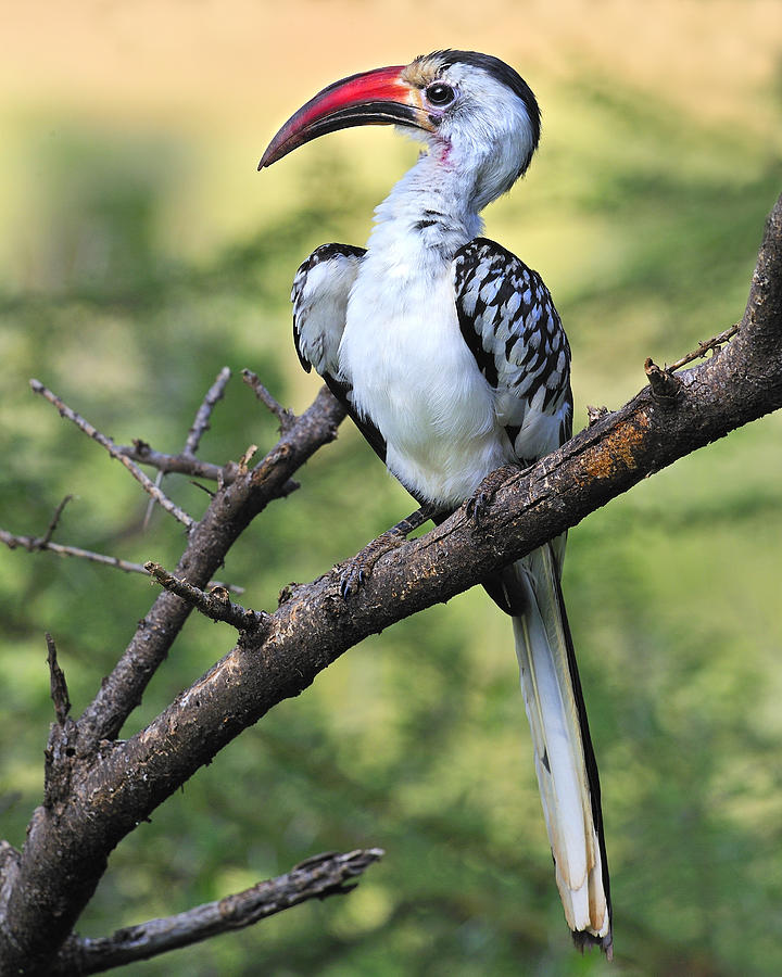 Red-billed Hornbill Photograph by Tony Beck