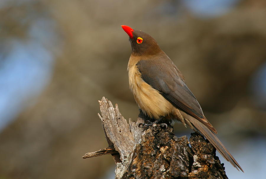 Red-billed Oxpecker Photograph by Bruce J Robinson