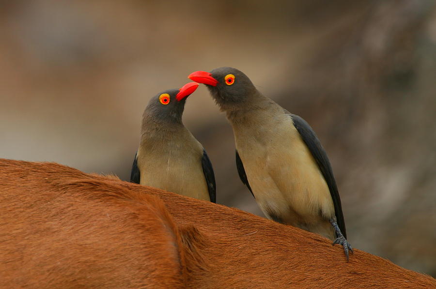 Red-billed Oxpeckers Photograph by Bruce J Robinson