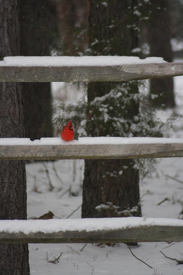 Red Bird Photograph by Stacy C Bottoms