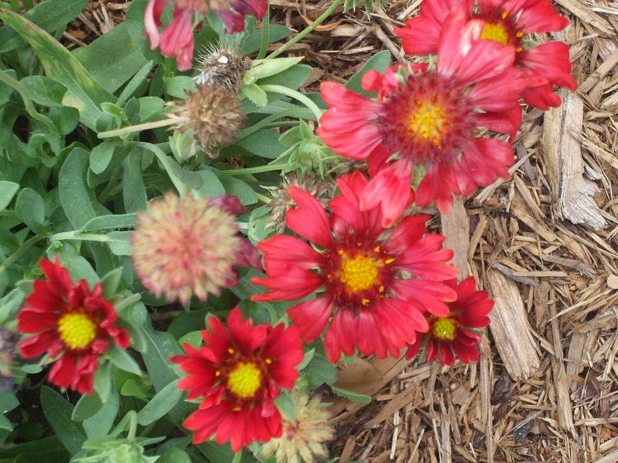 Red Blanket Flower Photograph by Evelyn Froisland - Fine Art America