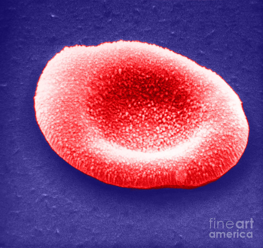 Scanning Electron Micrograph Photograph - Red Blood Cell, Sem by Omikron
