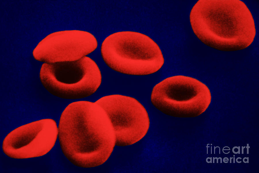 Scanning Electron Micrograph Photograph - Red Blood Cells by Omikron
