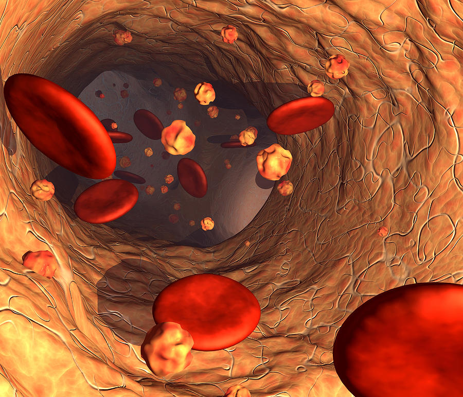 red-blood-cells-photograph-by-roger-harris